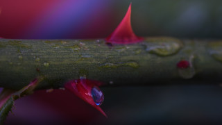 Branch waterdrops redflower macro photorealism - sharp high detail free wallpaper