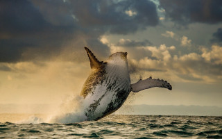 Humpback whale jumping ocean cloudy - photograph free wallpaper for desktop
