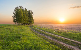 Dirt road green field sunset - a green field free wallpaper for desktop