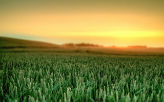 Sunset grass field tiltshift blurry - the sun free wallpaper