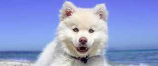 White dog beach ocean blue - aloysius okelly free wallpaper