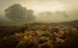 Foggy landscape trees mountain sunset - a tree in the distance free wallpaper