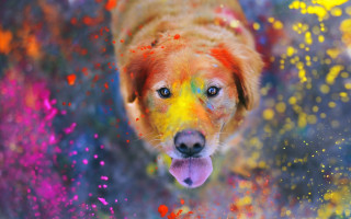 Colorful dog autumn fire flame - colour free wallpaper for desktop