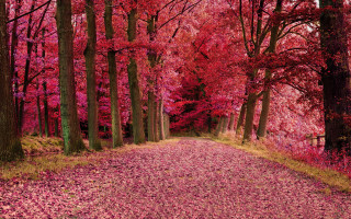 Autumn forest leaves road bare - a bunch of trees free wallpaper