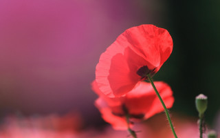 Red flower macro blurry background 6 - a red flower free wallpaper for desktop