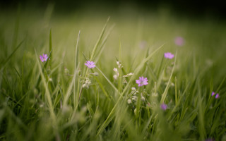Grass purple flower field blurry - purple flower free wallpaper