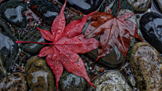 Red leaf rocks water droplets - rock next free wallpaper
