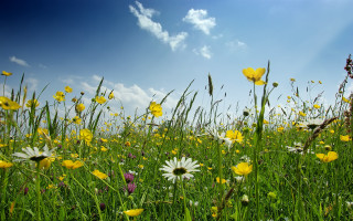 Flower field sky clouds wildflowers - ecological art free wallpaper