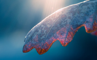 Leaf long thin translucent holography - the sunlight free wallpaper