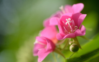 Pink flower white stamen macro - center free wallpaper for desktop