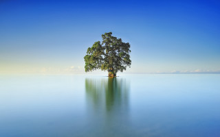 Lone tree water blue sky - the middle of the water free wallpaper