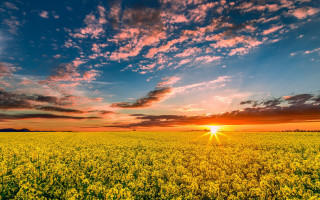 Yellow flowers blue sky sunset - under a blue sky free wallpaper