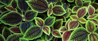 Green brown leaves fence nature - a close up of a bunch free wallpaper