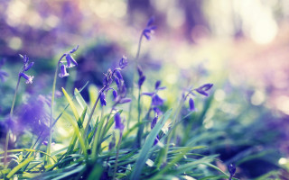 Flowers grass sunlight bokeh shallow - claire dalby free wallpaper for desktop