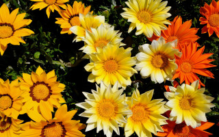 Yellow flower garden cheerleader fireworks - a garden area free wallpaper