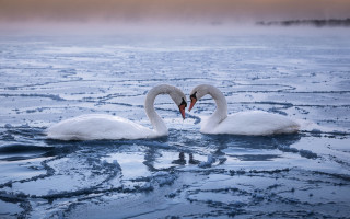 Swans cold lake ice puzzle - two swan free wallpaper