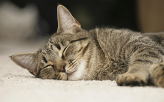 Cat sleeping floor blurry photorealistic 2 - its head free wallpaper