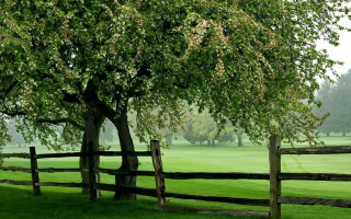 Tree fence field bush nature - front of it free wallpaper for desktop