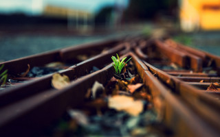 Small plant train tracks blurry - a small plant free wallpaper