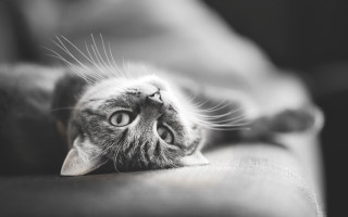 Cat back couch eyes wide - its eye wide open free wallpaper