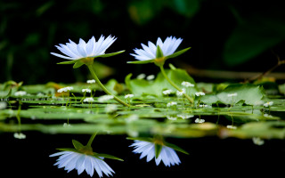White flowers lake lilies macro - dirck van der lisse free wallpaper