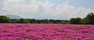 Purple flower field mountains clouds - purple flower free wallpaper for desktop