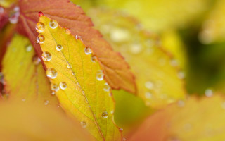 Leaf water droplets yellow red - a close up of a leaf free wallpaper