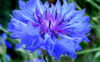 Blue flower purple stamens macro - the middle of its free wallpaper
