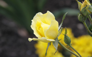 Yellow rose green stem background - the background in the background free wallpaper
