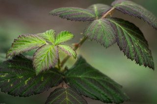 Green leaf closeup nature macro - a blurry background of leaves free wallpaper