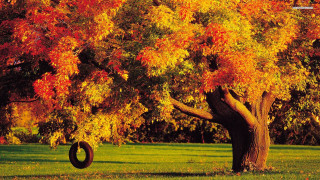 Tire swing tree park fall - fall free wallpaper