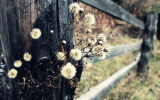 Wooden fence flowers bokeh citylights - a wooden post free wallpaper