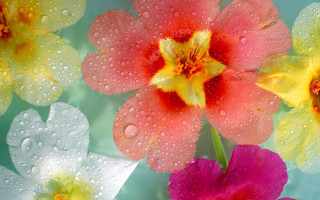 Flowers water droplets green blue - a group of flowers free wallpaper