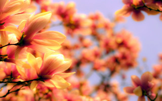 Pink flowers tree bokeh autumn - ammi phillips free wallpaper