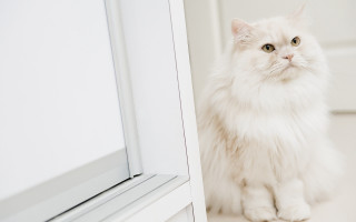 White cat reflection mirror room - white background free wallpaper