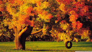 Tire swing autumn tree fire - andy goldsworthy free wallpaper