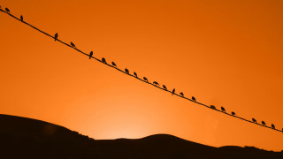 Birds on wire sunset mountains - a wire free wallpaper for desktop