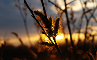 Plant sunset clouds backlighting autumn - the sky behind free wallpaper