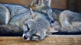 Gray cats sleeping wooden surface - carl rahl free wallpaper