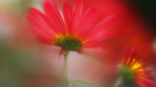 Closeup flower softfocus macro spiderlily - soft focus free wallpaper