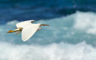 White bird flying over blue - free bird wallpaper for desktop