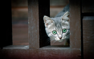 Kitten green eyes wooden door - sharp focus free wallpaper