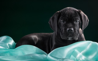 Black dog blue blanket photorealistic - a blue blanket free wallpaper