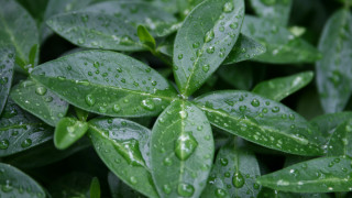 Green plant water droplets macro - a green plant free wallpaper for desktop