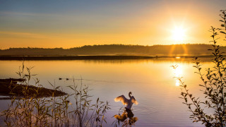 Bird lake sunset reflection mountain - the background and the water free wallpaper