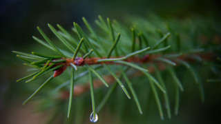Pine water drop needles blurry - a drop of water free wallpaper