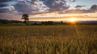 Wheat field sunset lone tree - a lone tree in the foreground free wallpaper