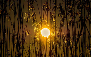 Sunshine tallgrass eveningsky backlight fireworks - the tall grass free wallpaper