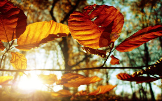 Tree leaves sun autumn macro - the leaf free wallpaper