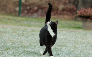 Black and white cat playing - heroic free wallpaper